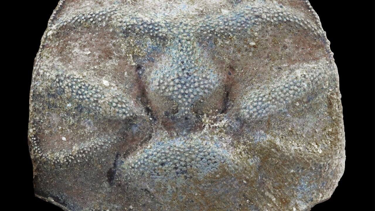 The Saban crab fossil