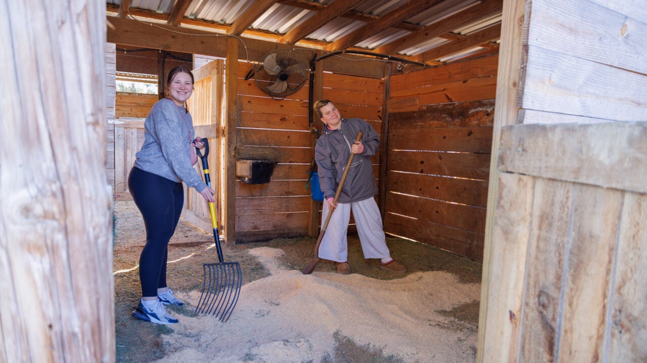 two students shovel hay during the homecoming day of service