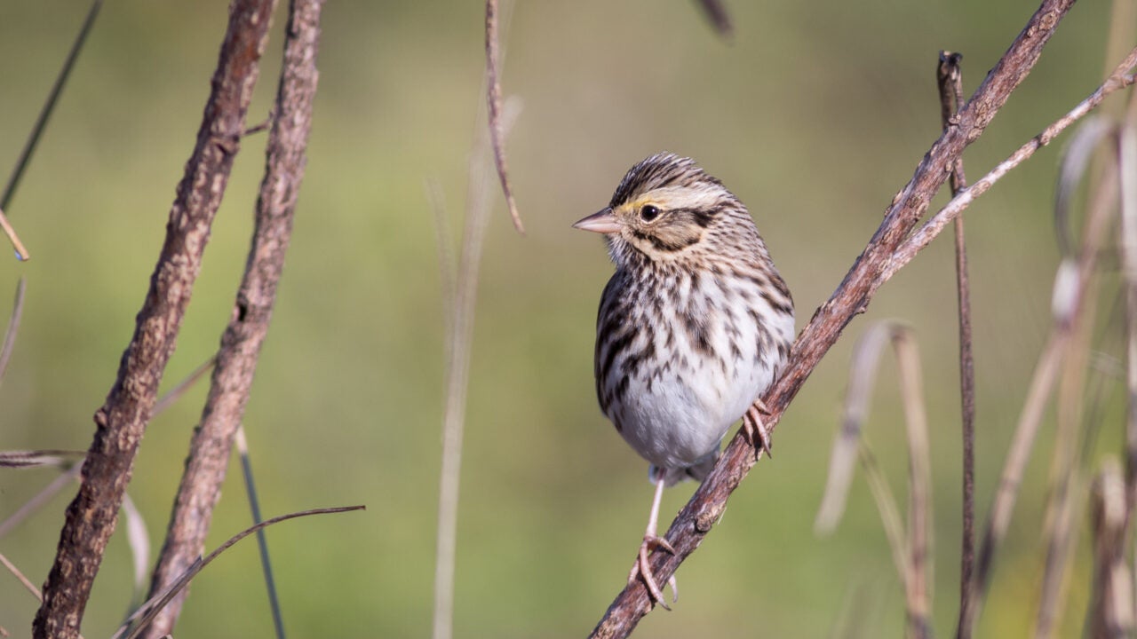 A small brown bird perched on a slender twig--a Savannah sparrow taken at Riverbend Turf birding spot