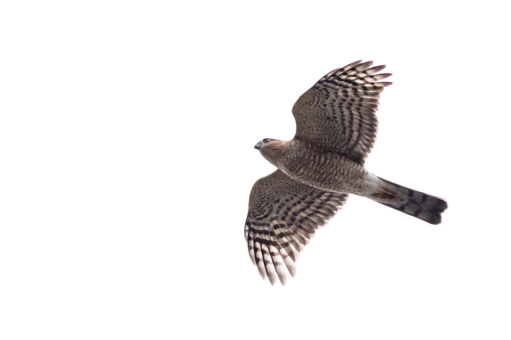A sharp-shinned hawk seen from below as it flies overhead against a pale sky.