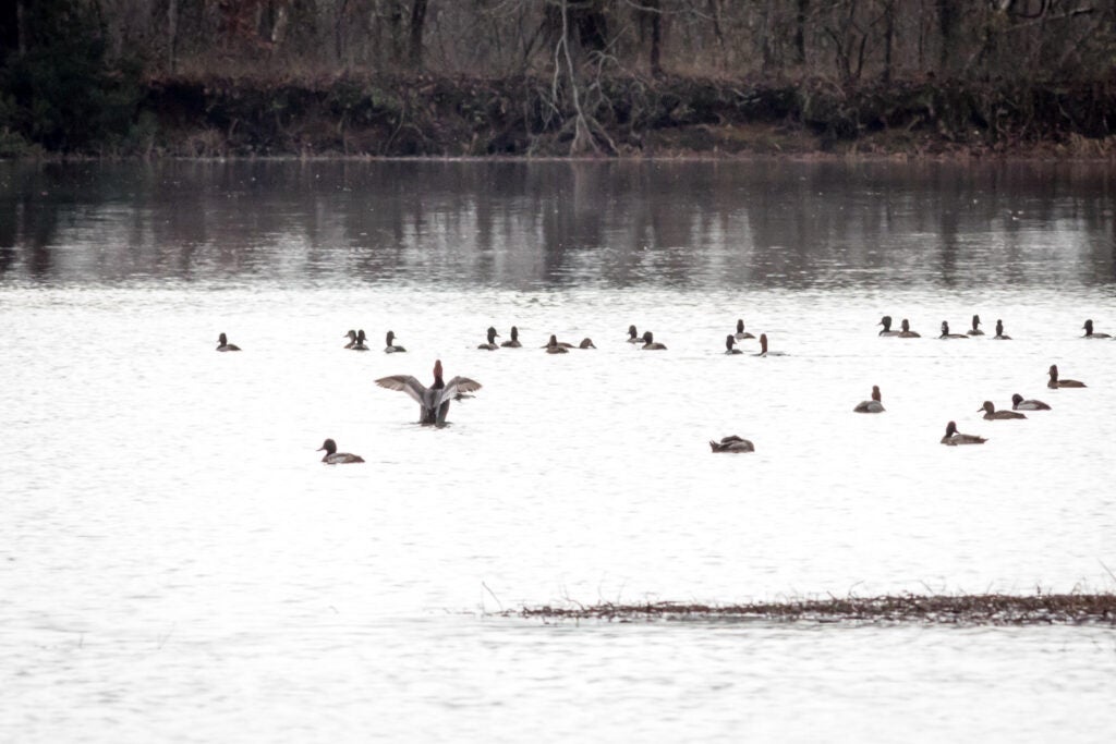 A number of waterfowl floating on Mimosa Lake in Tuscaloosa, AL.