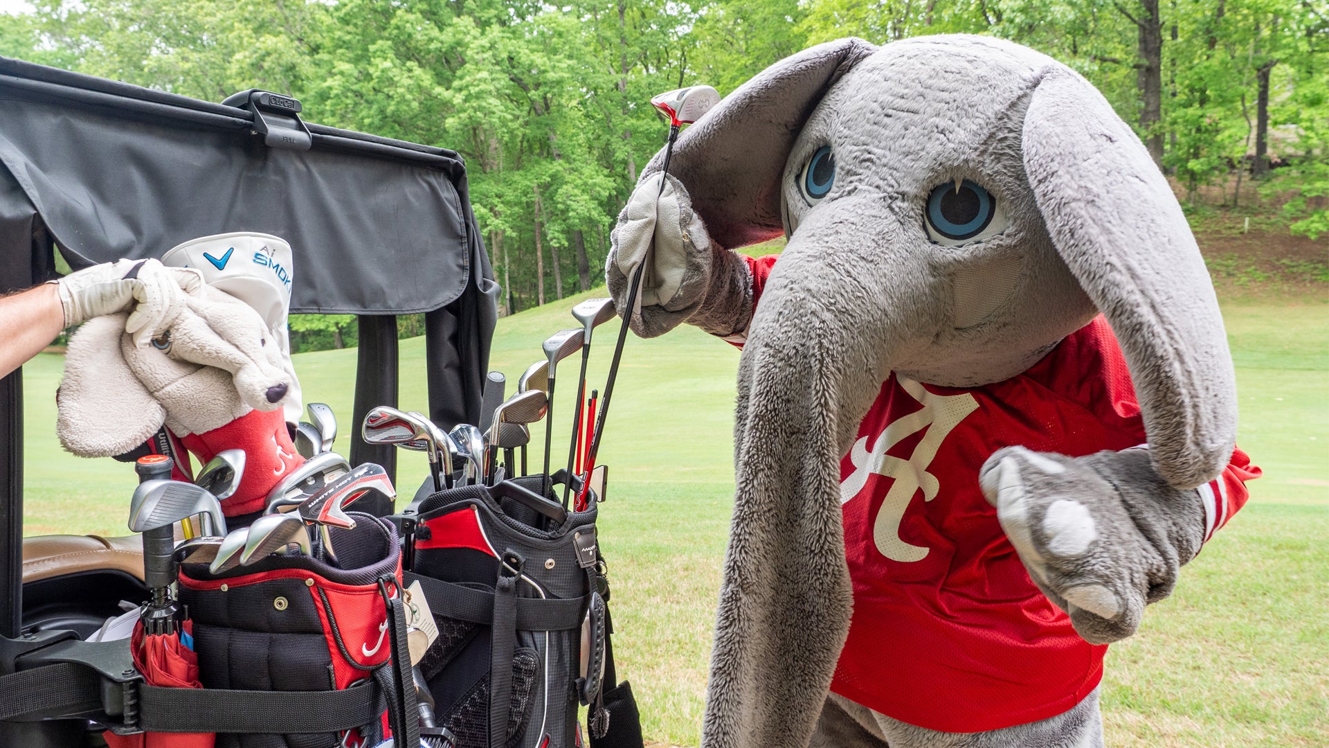 Big Al picking a golf club from a bag