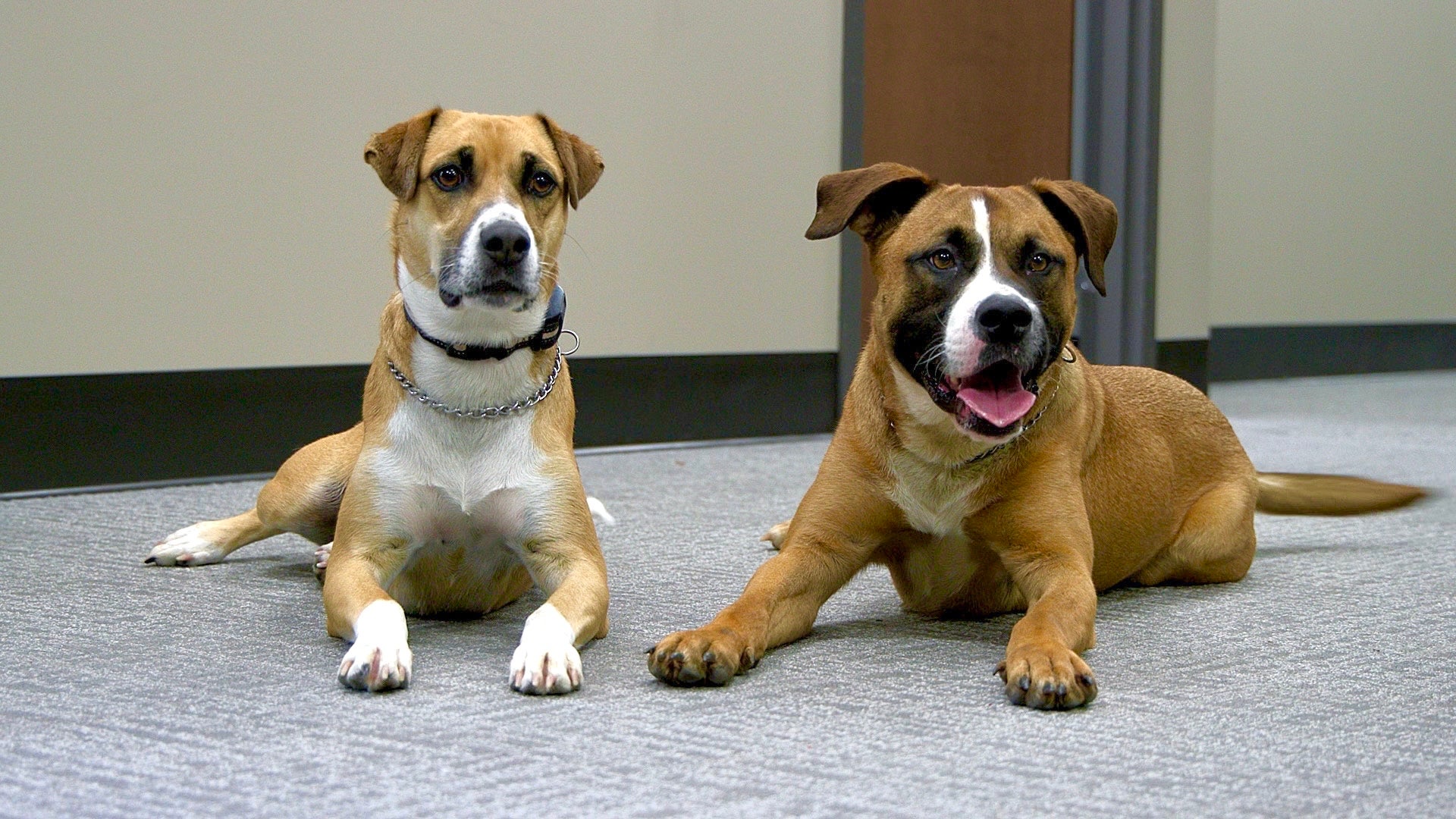 Dog days on campus with UAPD's Kenny and Maggie