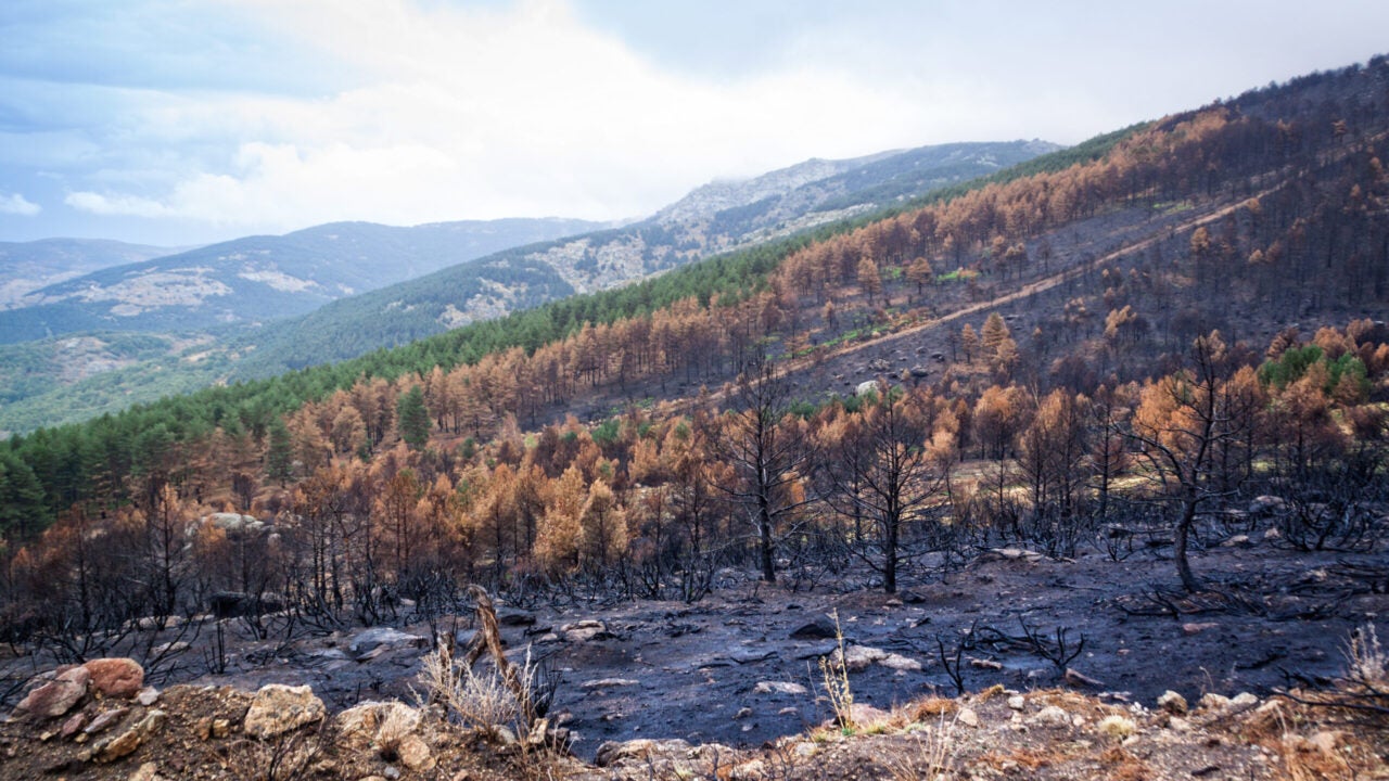 A burned hillside after wildfire with ash on the ground and burned plants visible. Green hills are visible in the distance.