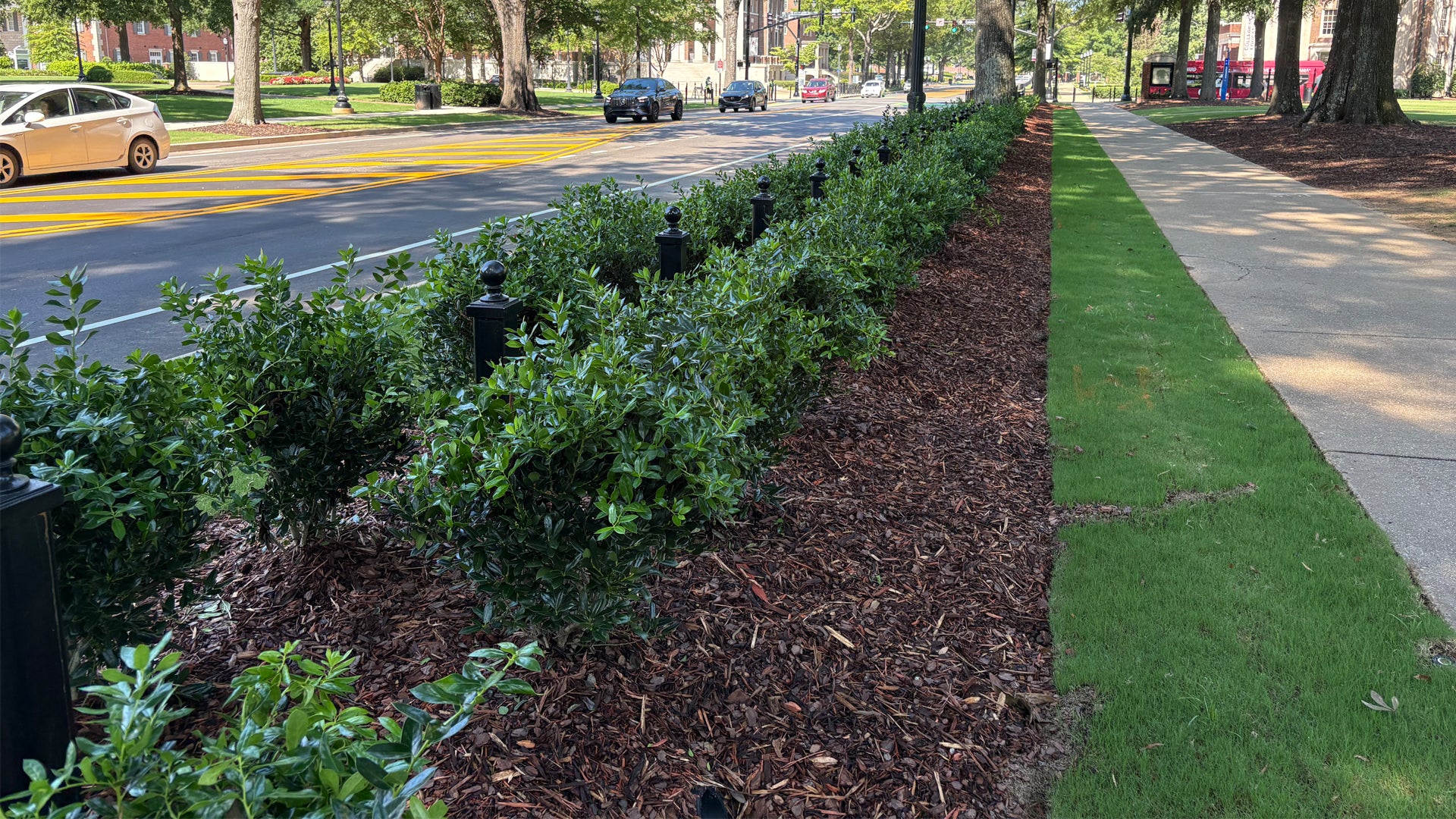 New safety bollards and shrubs along University Boulevard