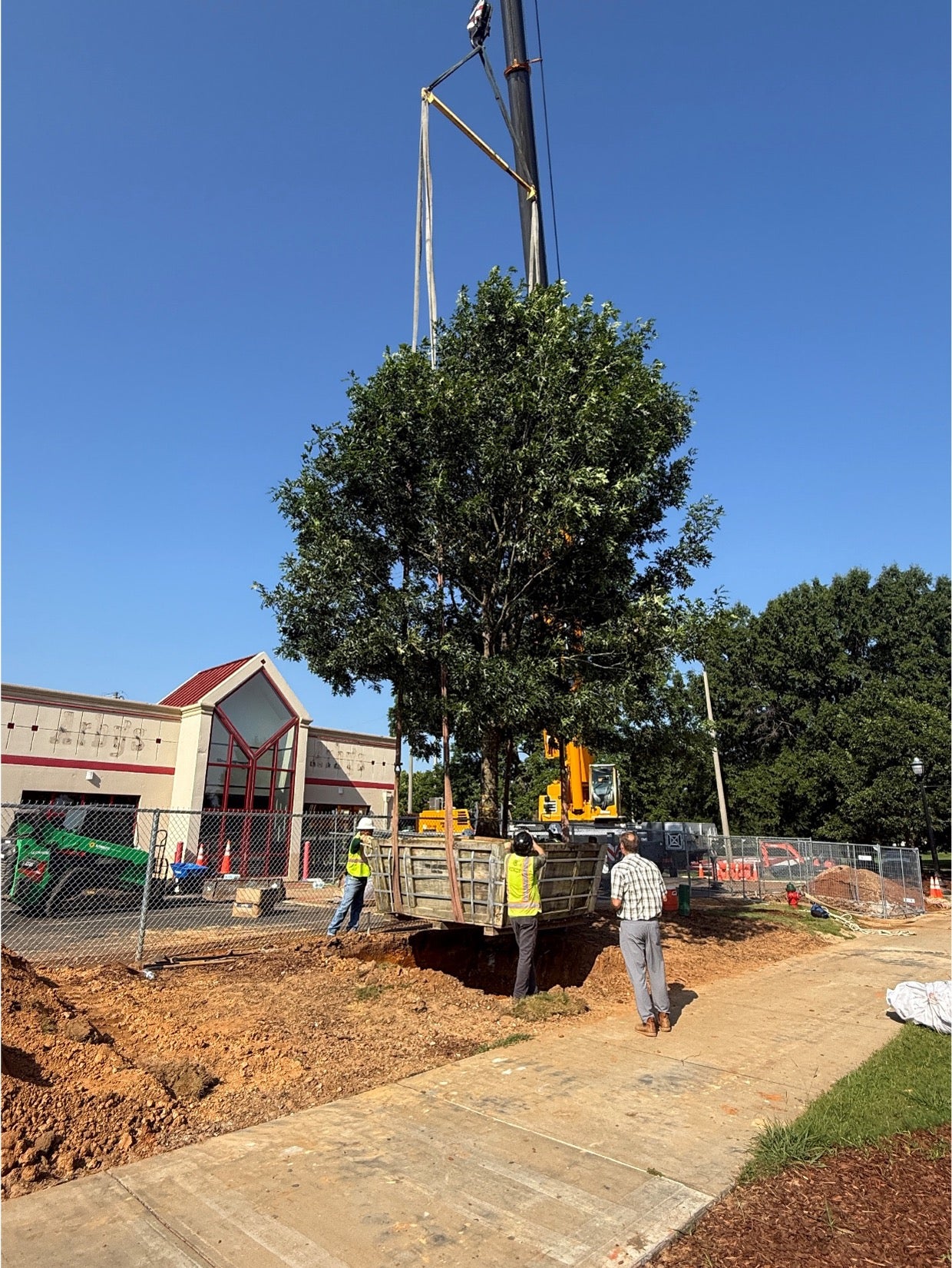 A new oak being lifted by a crane and placed in the ground