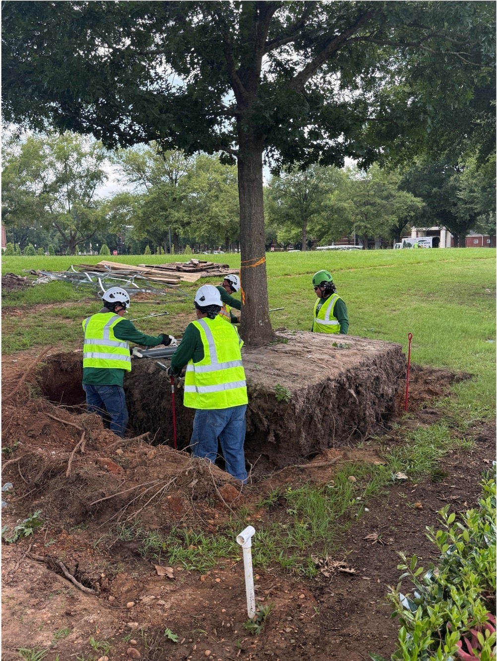 Workers preparing the ground around a new oak