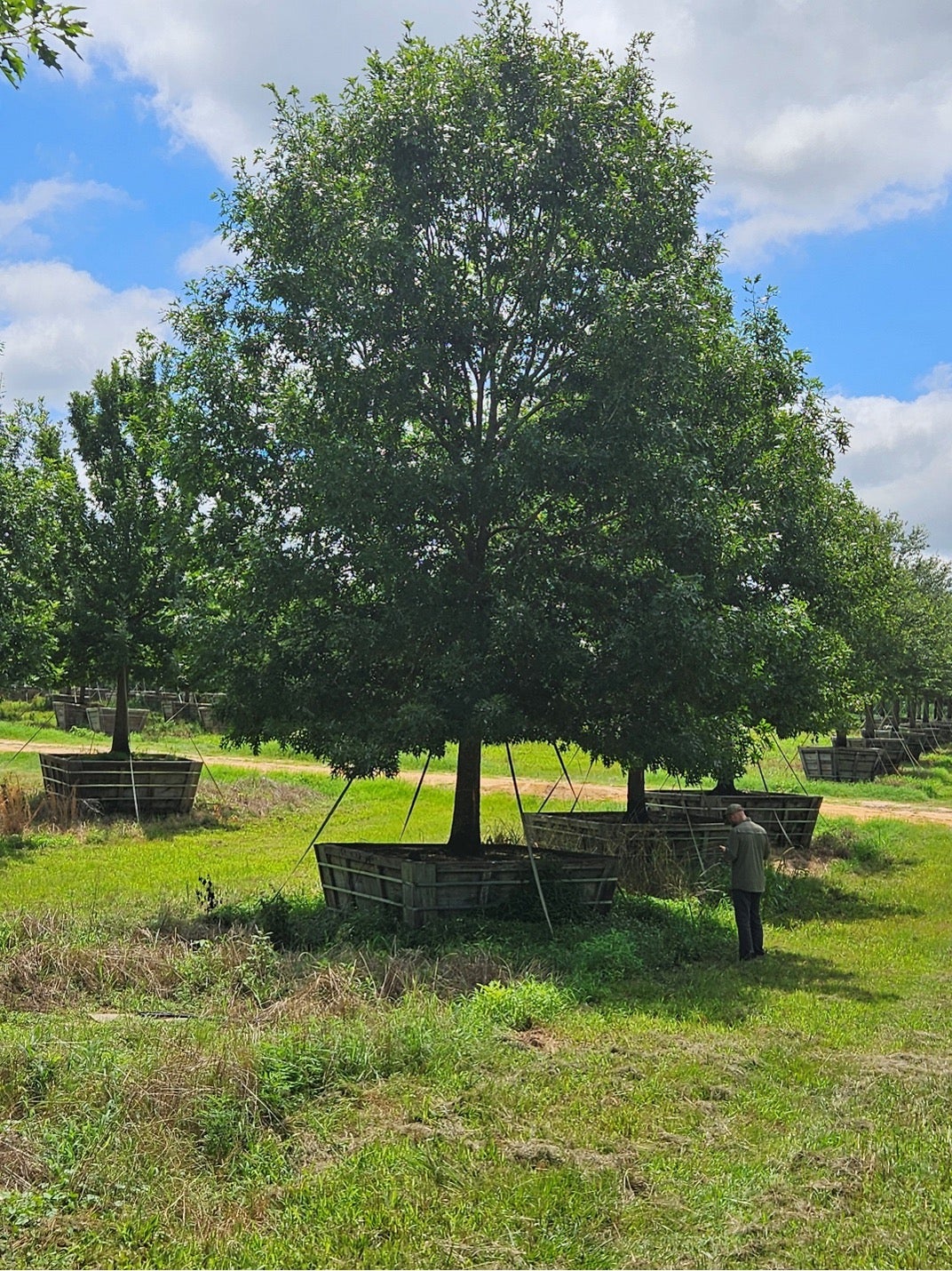 Several oaks at a tree farm