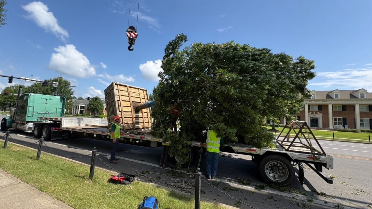 A new oak tree on a flatbed truck