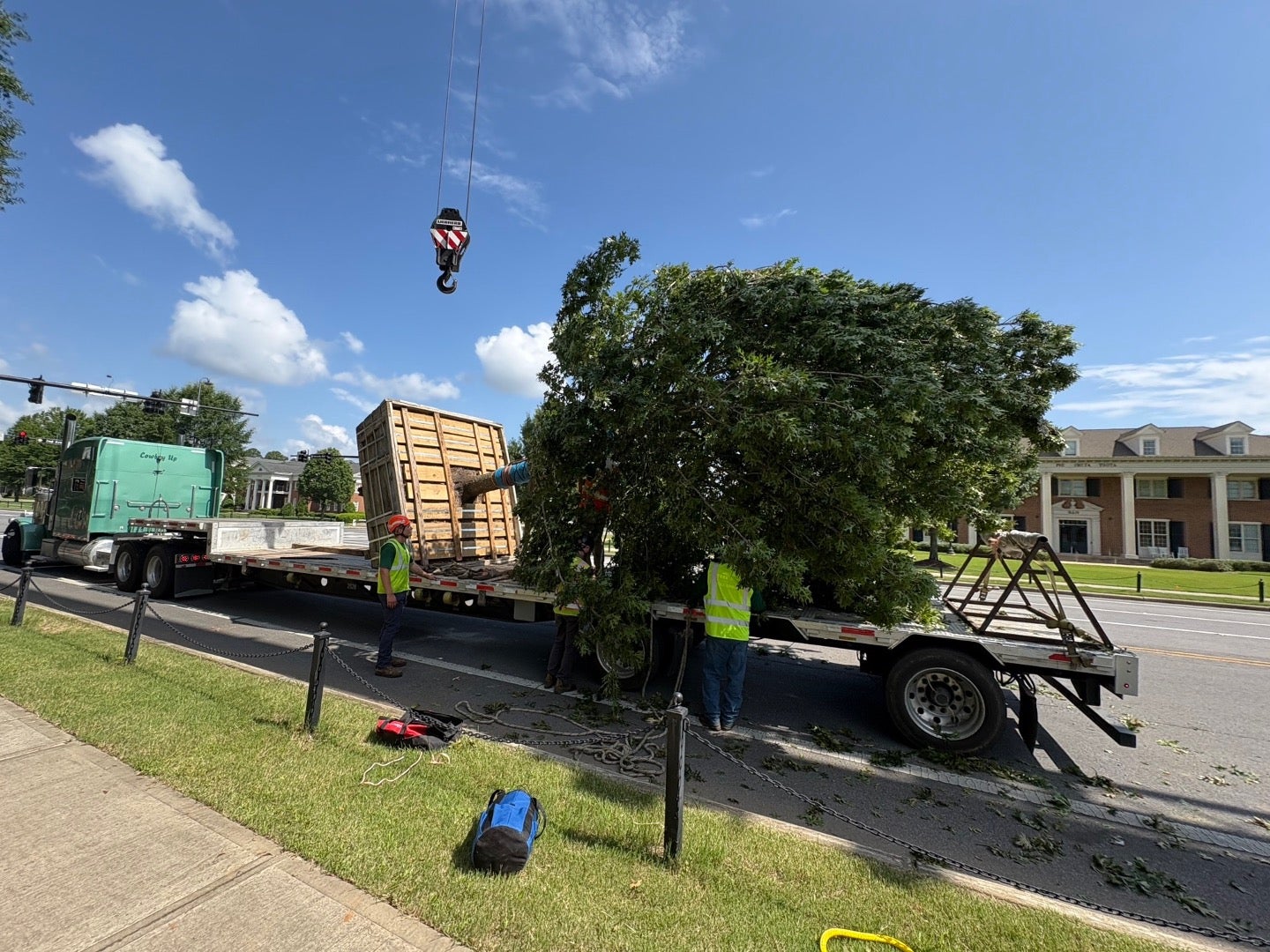 A new oak tree on a flatbed truck